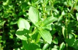 control-de-malezas-en-el-cultivo-de-kaa-he-stevia-rebaudiana-bertoni-93801000000-1588330.JPG