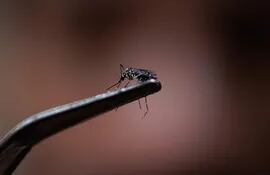 Fotografía de un mosquito transmisor del dengue (Aedes aegypti), en São Paulo (Brasil).