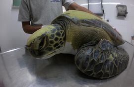 Una tortuga verde que un equipo de la fundación logró rehabilitar después de que defecara un total de 13 gramos de residuos plásticos, entre ellos bolsas de nylon, hilos y plásticos duros.