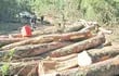 la-tala-de-bosques-sigue-pese-a-ley-deforestacion-cero--194243000000-1403023.jpg