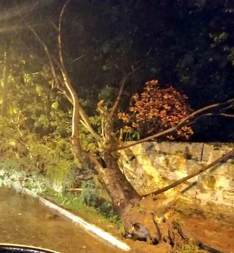 Árbol derribado por el intenso temporal en Mcal. Estigarribia casi Dr. Ortiz de Pilar.
