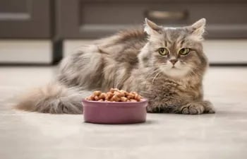 Otros trastornos de falta de apetito en los gatos son la anemia crónica y la enfermedad gastrointestinal.