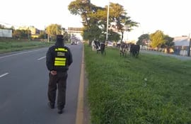 Agentes de la Patrulla caminera intervienen ante la presencia de animales sueltos esta mañana en inmediaciones del aeropuerto, en Luque.