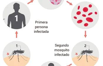 CICLO DE TRANSMISIÓN DE LA MALARIA