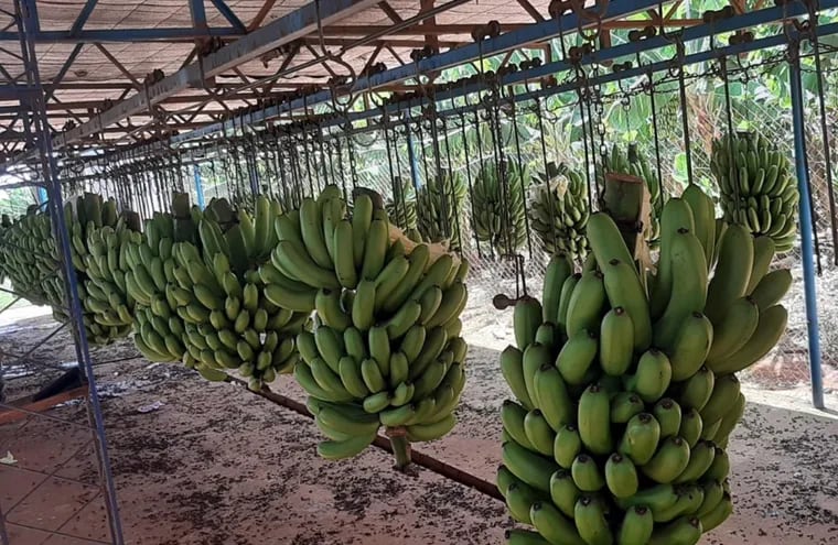 La producción de banana en Tembiaporá estaría en 7 millones de cajas/año, pero se puede mejorar.