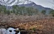 La turba en la reserva del cerro Alarken, en Ushuaia, Tierra del Fuego, Argentina. Bordearla en solitario es una experiencia de introspección y contemplación inolvidable.
