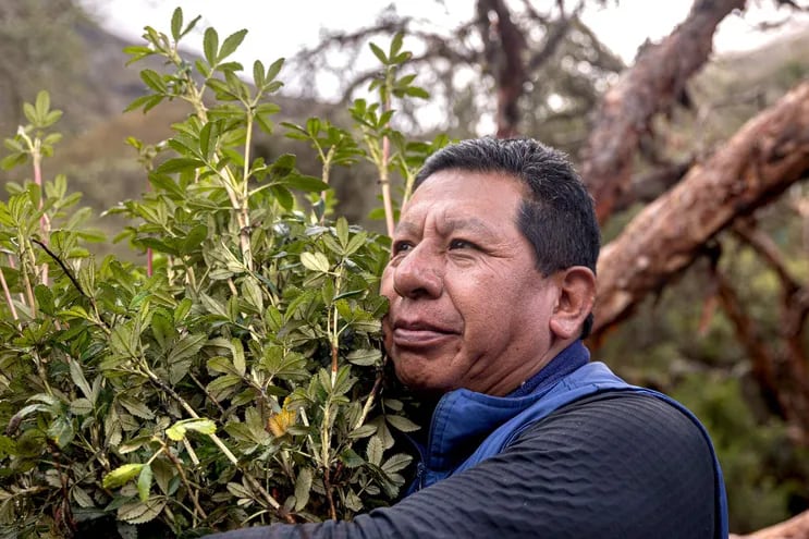 Constantino Aucca Chutas, fundador de la Asociación Ecosistemas Andinos y cofundador de Acción Andina, sostiene unos pequeños Polylepis pocos días antes de plantar estos árboles junto con la comunidad Quishuarani en la Cordillera de los Andes. © Rolex/Sofía López Mañan.