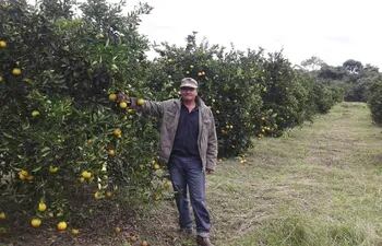productores-de-ayolas-estan-muy-satisfechos-con-la-buena-cosecha-de-citricos-en-la-zona-hay-naranjas-mandarinas-y-pomelos-en-gran-cantidad-lo-que-200513000000-1462123.jpg
