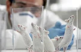 en-experimentos-realizados-con-ratones-se-logro-reprogramar-fibroblastos-del-corazon-de-estos-animales--195255000000-1096341.jpg