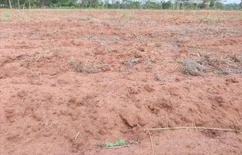 Hasta el momento se registran unas 10.000 hectáreas de parcelas preparadas para la siembra en la zona de San Pedro, según los productores del rubro.