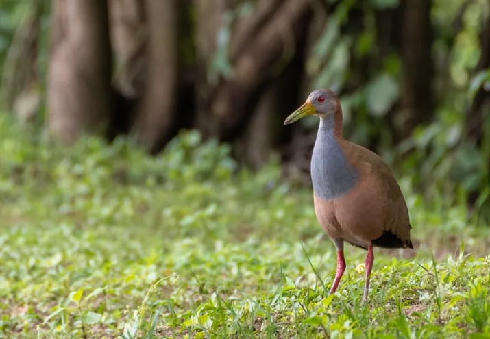 Ypaka'a (Aramides ypecaha), fotografía gentileza de Oscar Rodríguez (Paraguay Birding & Nature)