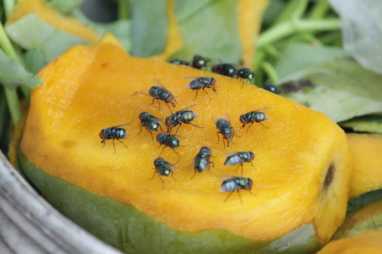 Imagen de referencia de moscas sobre una fruta.