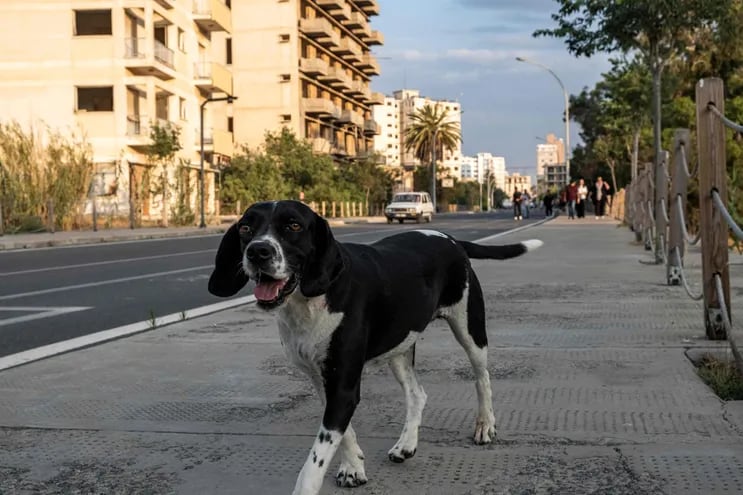 En algunas regiones de vacaciones, los viajeros se encuentran con muchos perros callejeros. Estos no suelen ser peligrosos, siempre que se respeten algunas normas.