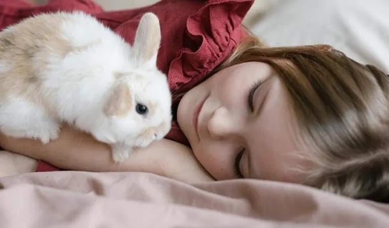Los conejos pueden resultar maravillosas mascotas para una familia. Son adorables, cariñosos, les encantan los mimos y acercarse a las personas que los quieren y los cuidan.