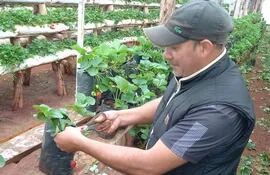 Productor de Frutilla en Nueva Alborada, Itapúa