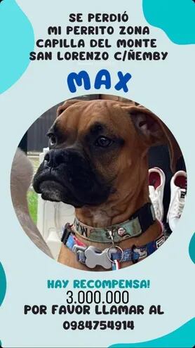 Max, mascota perdida