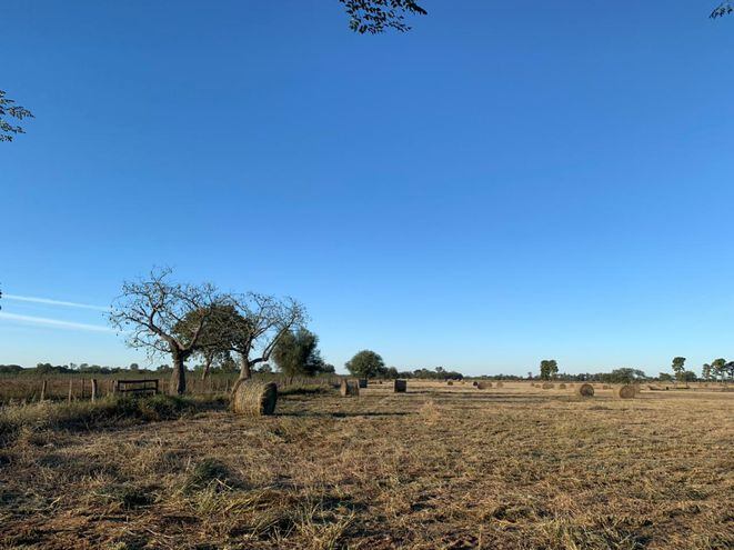 Imagen típica de la temporada de sequía en el Chaco.