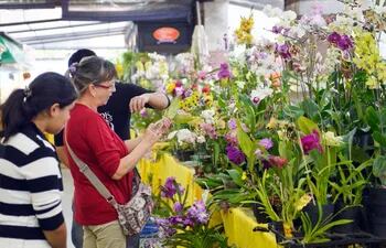 hermosas-opciones-de-orquideas-sugiere-flor-shopping-para-regalar-a-las-madres--205933000000-1457120.jpg