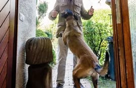 El dueño debe actuar de manera consecuente para que el perro abandone la costrumbre de saltar sobre las personas al saludarlas.