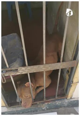 Perro de la raza pitbull dentro del calabozo de la comisaría 3ra. de Luque. Esperó 30 minutos para ser asistido por el estado.