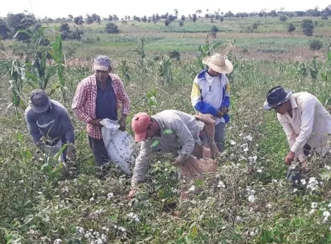 Producción de algodón de pequeños productores de San Joaquín.