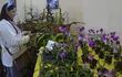 una-gran-variedad-de-orquideas-y-otras-flores-y-plantas-ornamentales-se-pueden-adquirir-en-la-expo-flora-de-caacupe--200941000000-551389.jpg