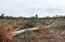 el-fiscalizador-de-la-seam-julio-mareco-confirmo-que-el-dueno-del-inmueble-deforestado-no-tenia-autorizacion--205147000000-512300.jpg
