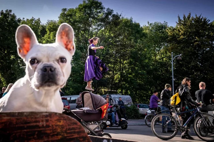 Un perro mira a los participantes del desfile para celebrar los cincuenta años de Christiania, la comuna libre de Copenhague, Dinamarca.