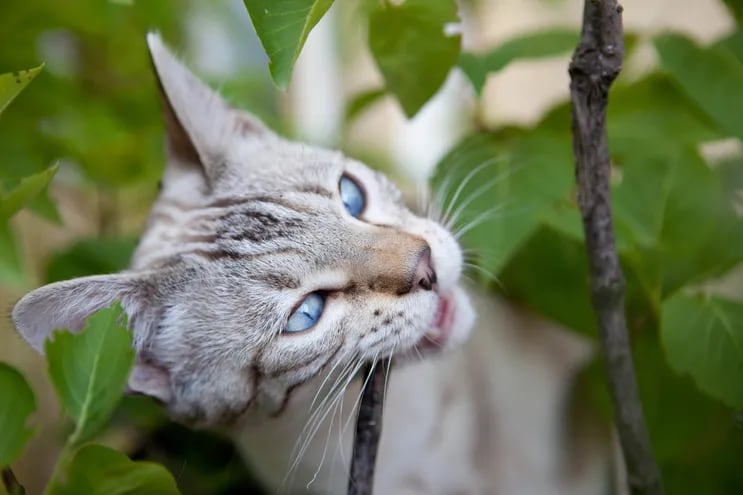 Un gato no es un insecto, pero puede sufrir severos daños por efecto de algunos insecticidas.