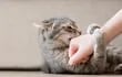 Un gato muerde la mano de su humano.