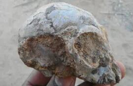 Cráneo fosilizado de mono.