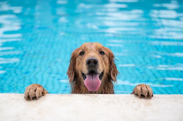 Un perro golden retriever en la piscina.