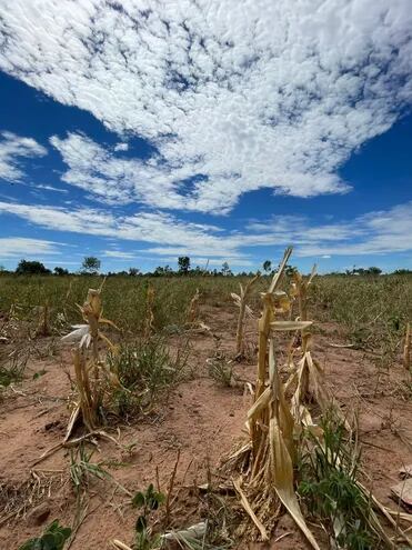 Panorama de muchos de los campos secos en el Chaco Central.