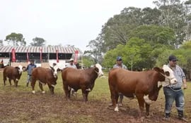 carne-paraguaya-valorada-a-nivel-mundial-232840000000-1512499.jpg