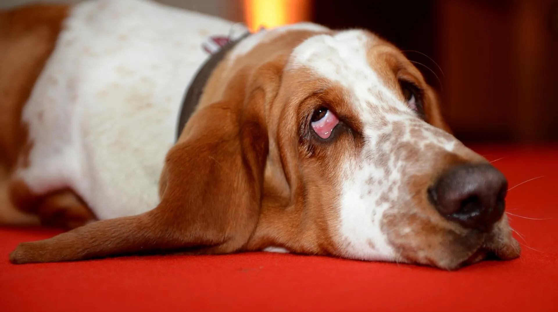 pueden los basset hound hacer escaleras
