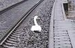 El cisne detuvo el tránsito de trenes durante casi una hora.