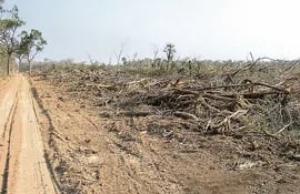 deforestacion-190051000000-481562.JPG