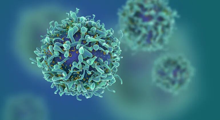 Células T o cancerosas.