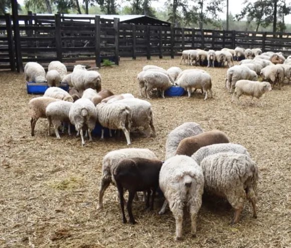 Una buena nutrición de la oveja en gestación ayudará a que pueda parir un buen cordero y, en consecuencia, esté lista rápidamente para una nueva gestación.