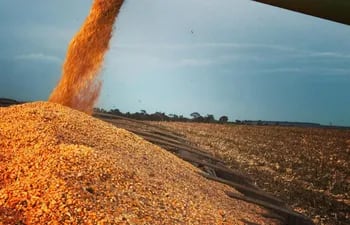 Imagen de cosecha del maíz zafriña 2022, en la zona de Caaguazú, que comenzó durante la primera parte junio pasado.