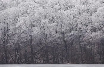 Una vista de árboles cubiertos de nieve en Potsdam, Alemania.