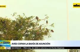 Bahía de Asunción recibe a las aves migratorias