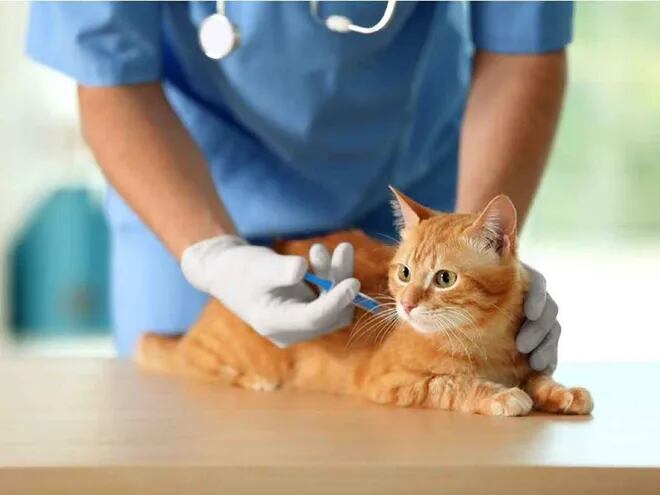 Es importante vacunar a los perros y gatos con la antirrábica a partir del tercer mes de vida de la mascota, luego se aplican las dosis de refuerzo a los 30 días y a los seis meses.