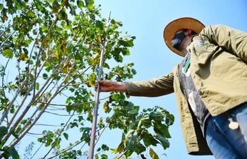 “Itaipú preserva” es el proyecto de reforestación en marcha que, hasta la fecha, recuperó 2.500 hectáreas de bosques a lo largo del área de embalse.