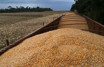 Ya concluyó la cosecha de maíz zafriña 2022, los granos están en los silos, en proceso de exportación o destino insdustrial.