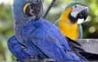 preciosas-aves-185059000000-501078.jpg