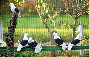 las-palomas-necesitan-tener-espacio-para-poder-volar--112416000000-1619687.jpg