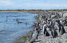 pinguinos-magallanes-54941000000-1067464.jpg