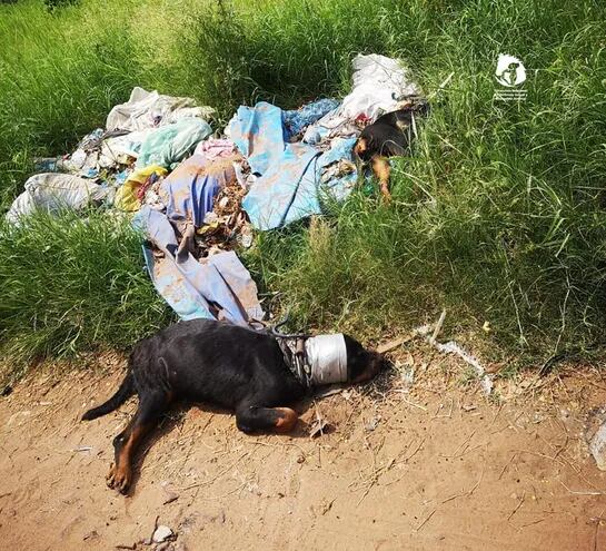 Perros de la raza rottweiler encontrados muertos y con presuntas evidencias de tortura.