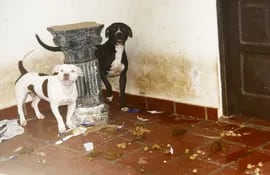 dos-de-los-perros-que-fueron-abandonados-en-la-puerta-de-la-casa-del-barrio-mburucuya-segun-la-denuncia-de-los-vecinos--212840000000-1827860.jpg